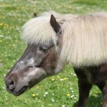Shetlandponystute 