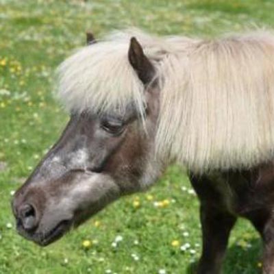 Shetlandponystute 