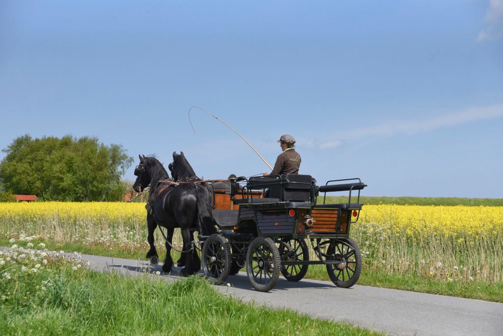 Reiten