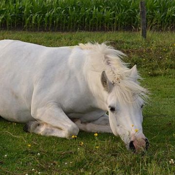deutsches Reitpony