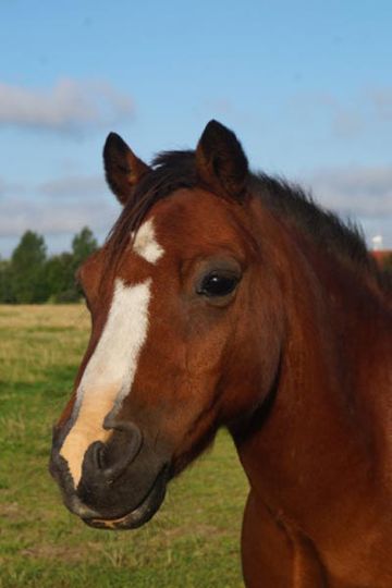Welsh Mountain Pony