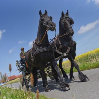 Kutsche