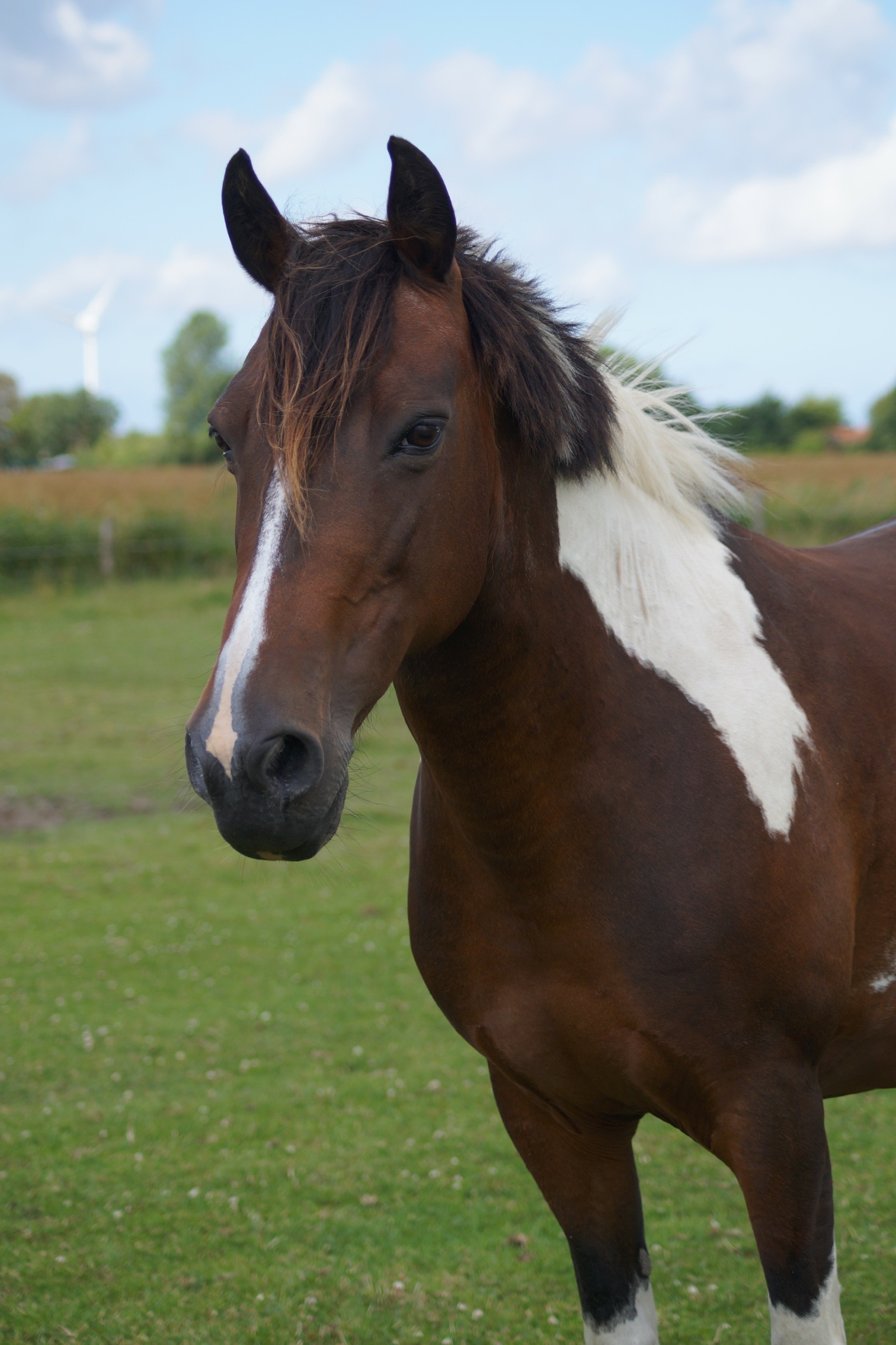 Welsh Mountain Pony