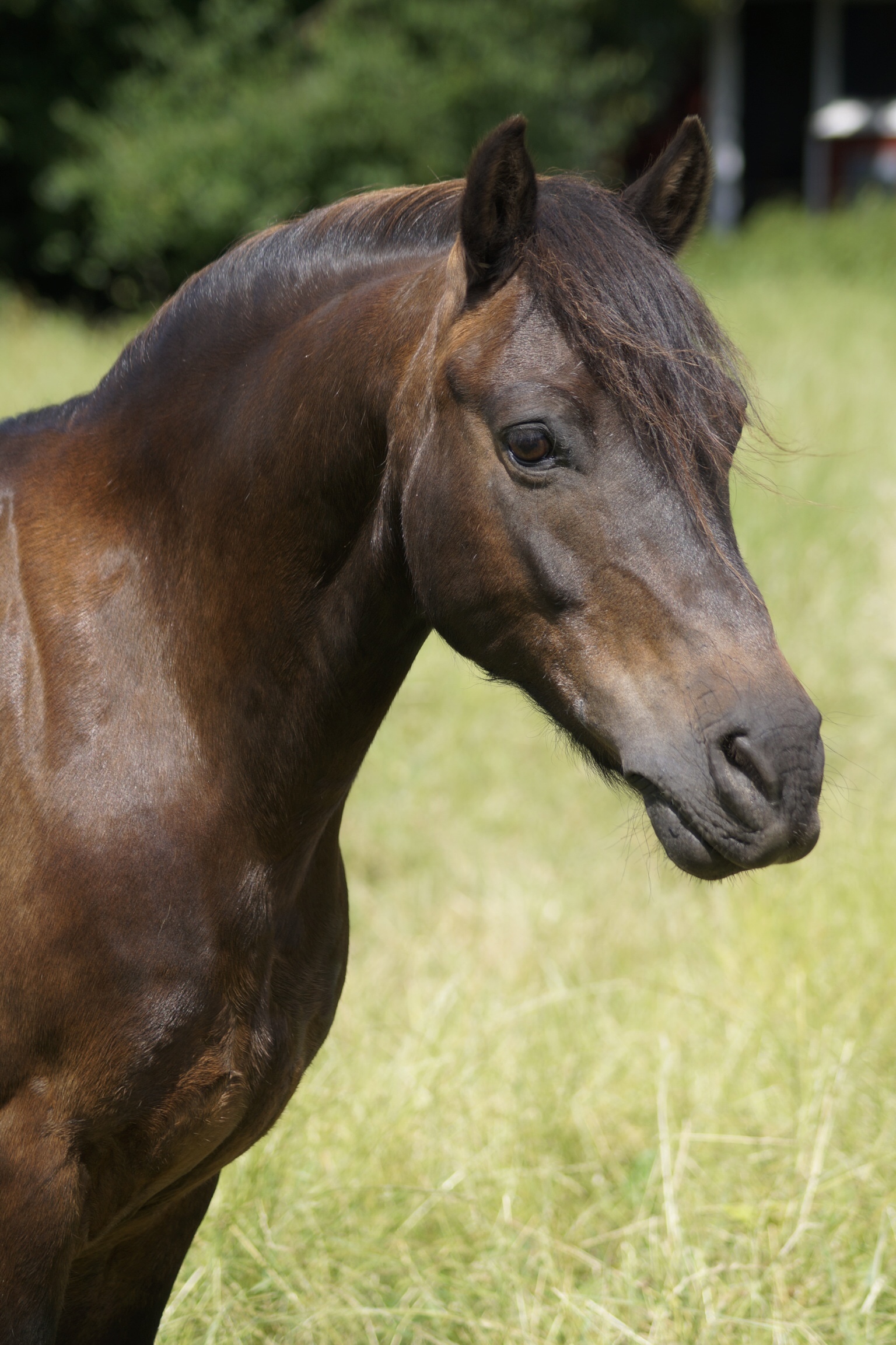 Dartmoorpony 