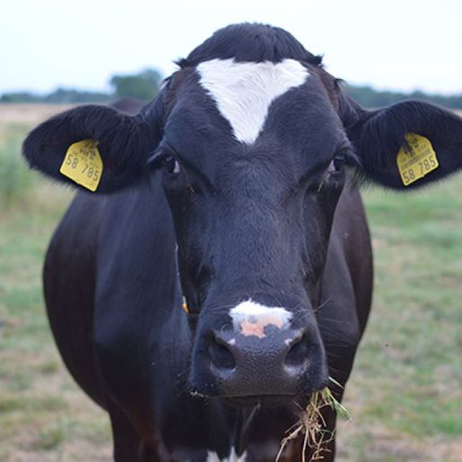 Kühe und Landwirtschaft