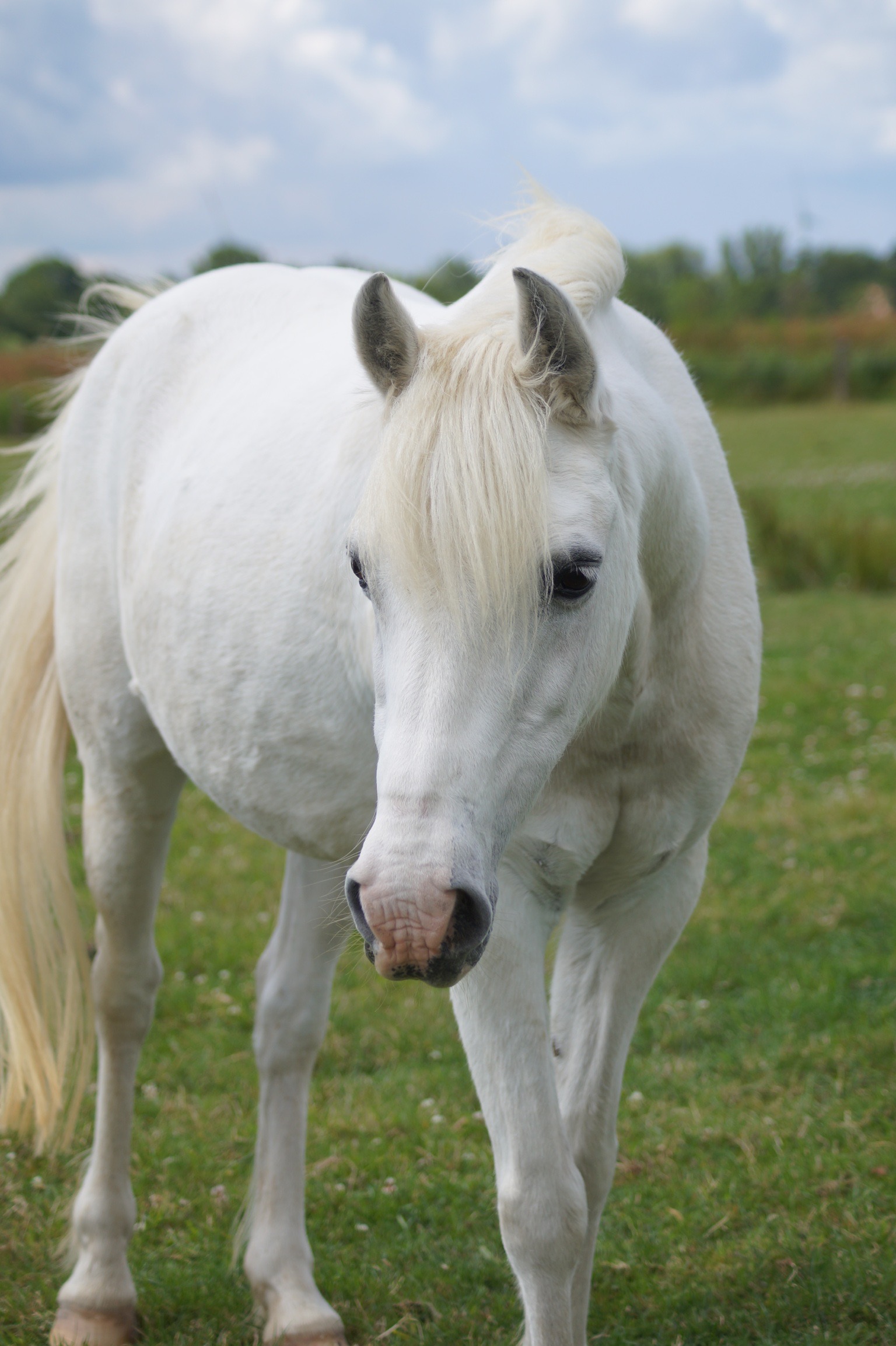 deutsches Reitpony