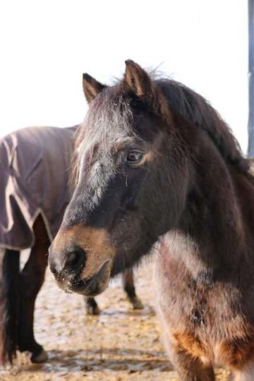 Dartmoorpony 