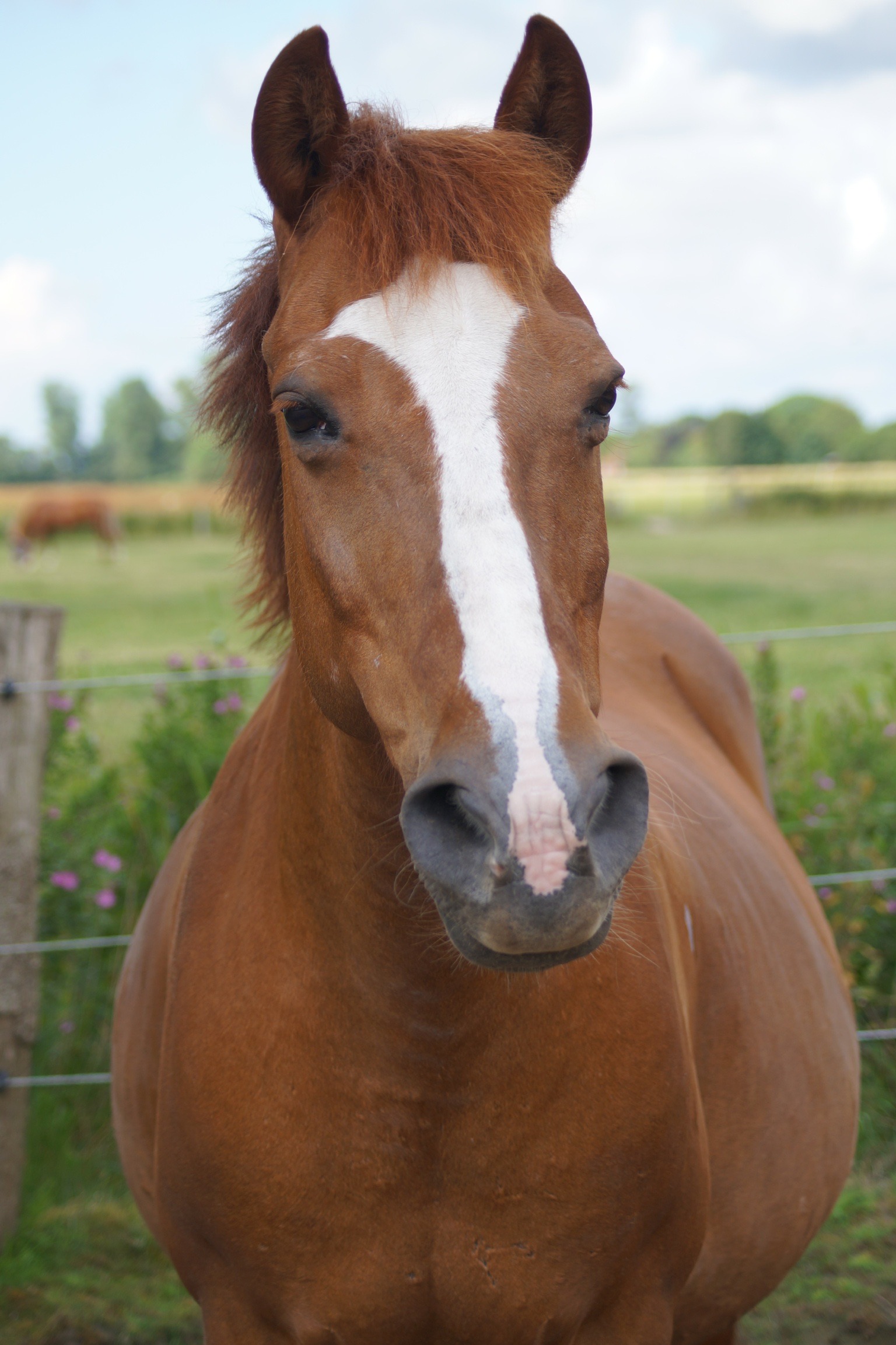 ungarisches Reitpony