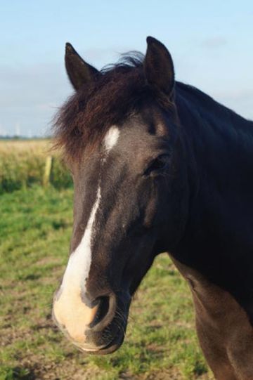 Ponywallach