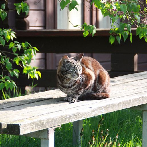 Katze