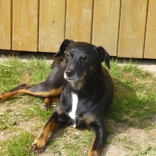 Hund