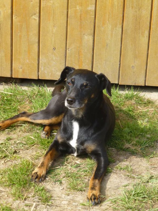 Hund