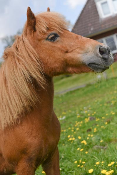 Shetlandponystute 