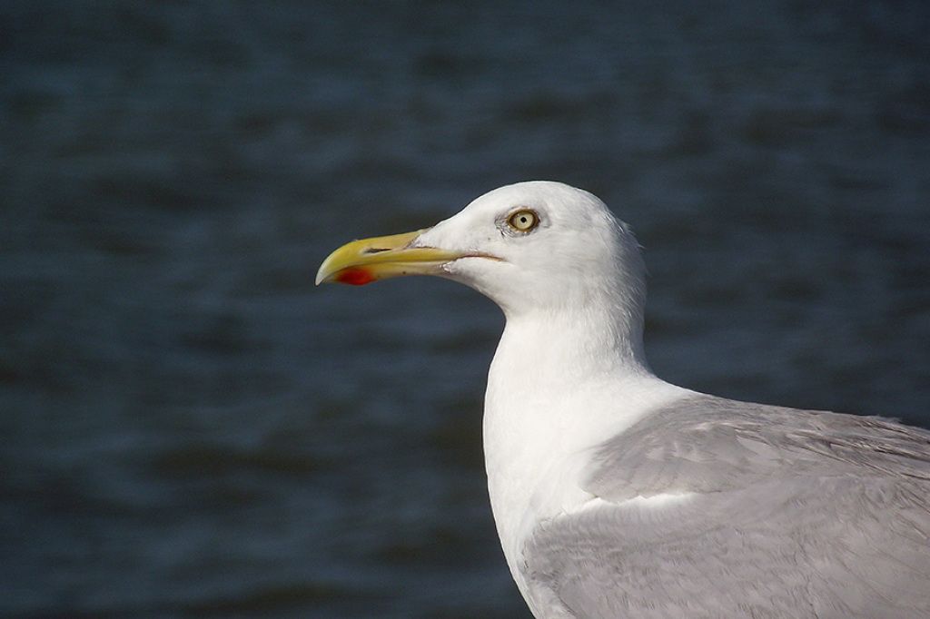 Möwe